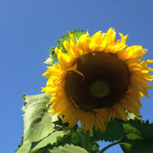 The garden has always been half flower garden and half vegetable garden.