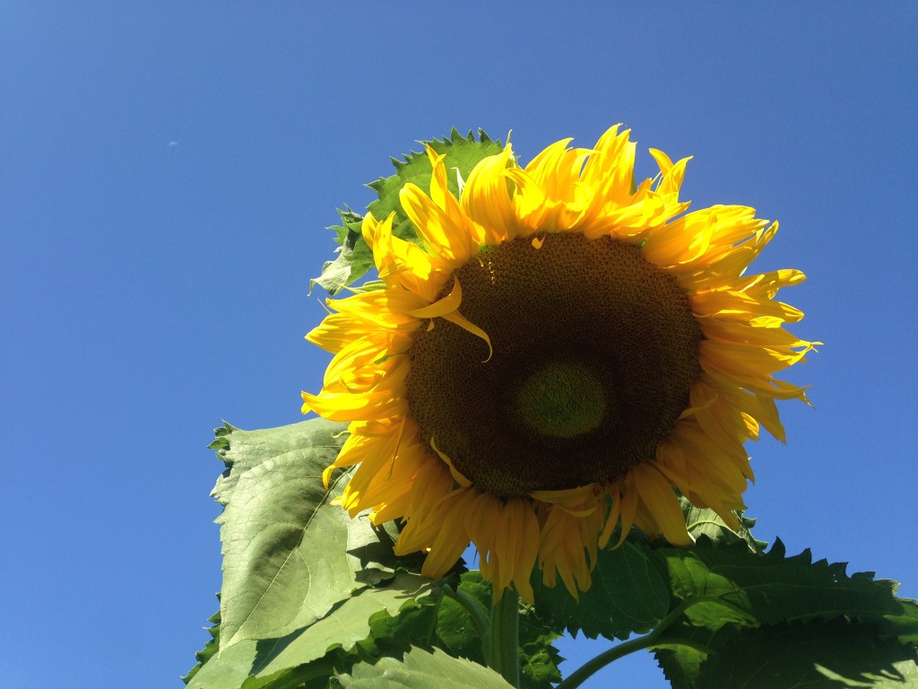 The garden has always been half flower garden and half vegetable garden.