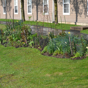 Garden border next to asphalt walkway at the Never Give Up! garden.