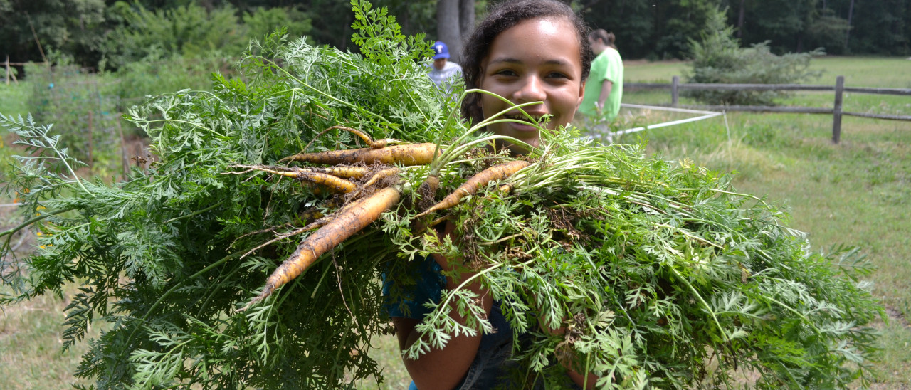 A bounty of carrots