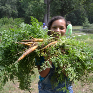 A bounty of carrots