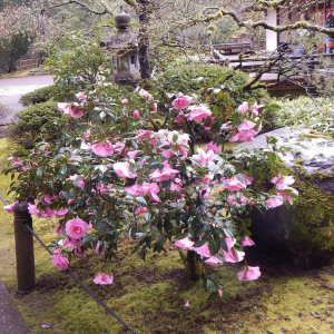 Portland Japanese Garden