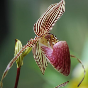 Orchid at Marie Selby Botanical Gardens.