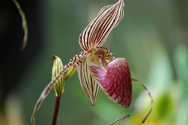 Orchid at Marie Selby Botanical Gardens.