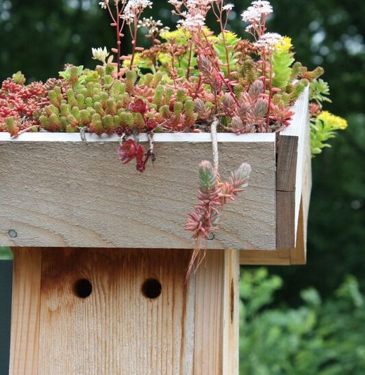 Green roof on a bluebird box