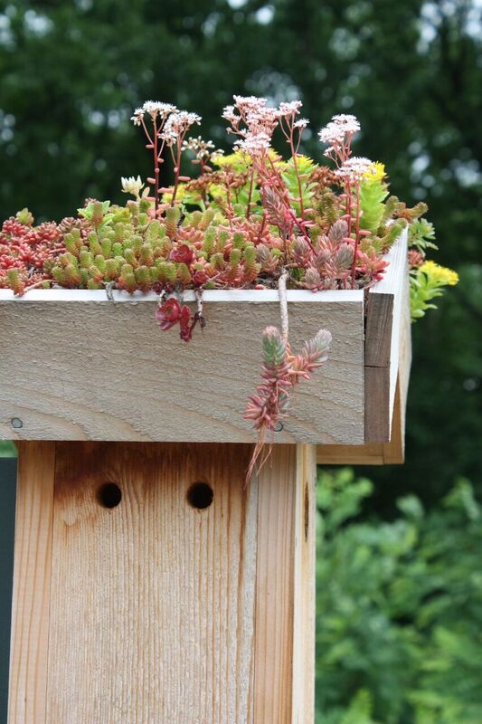 Green roof on a bluebird box