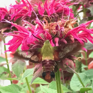 A sphinx moth alights on bee balm