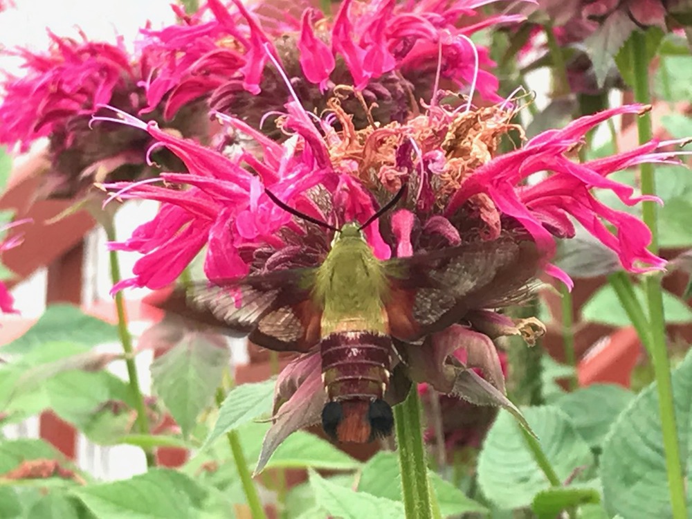 A sphinx moth alights on bee balm