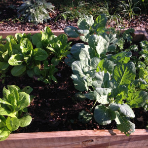 Berwyn Heights Community Garden in Berwyn Heights, Maryland.