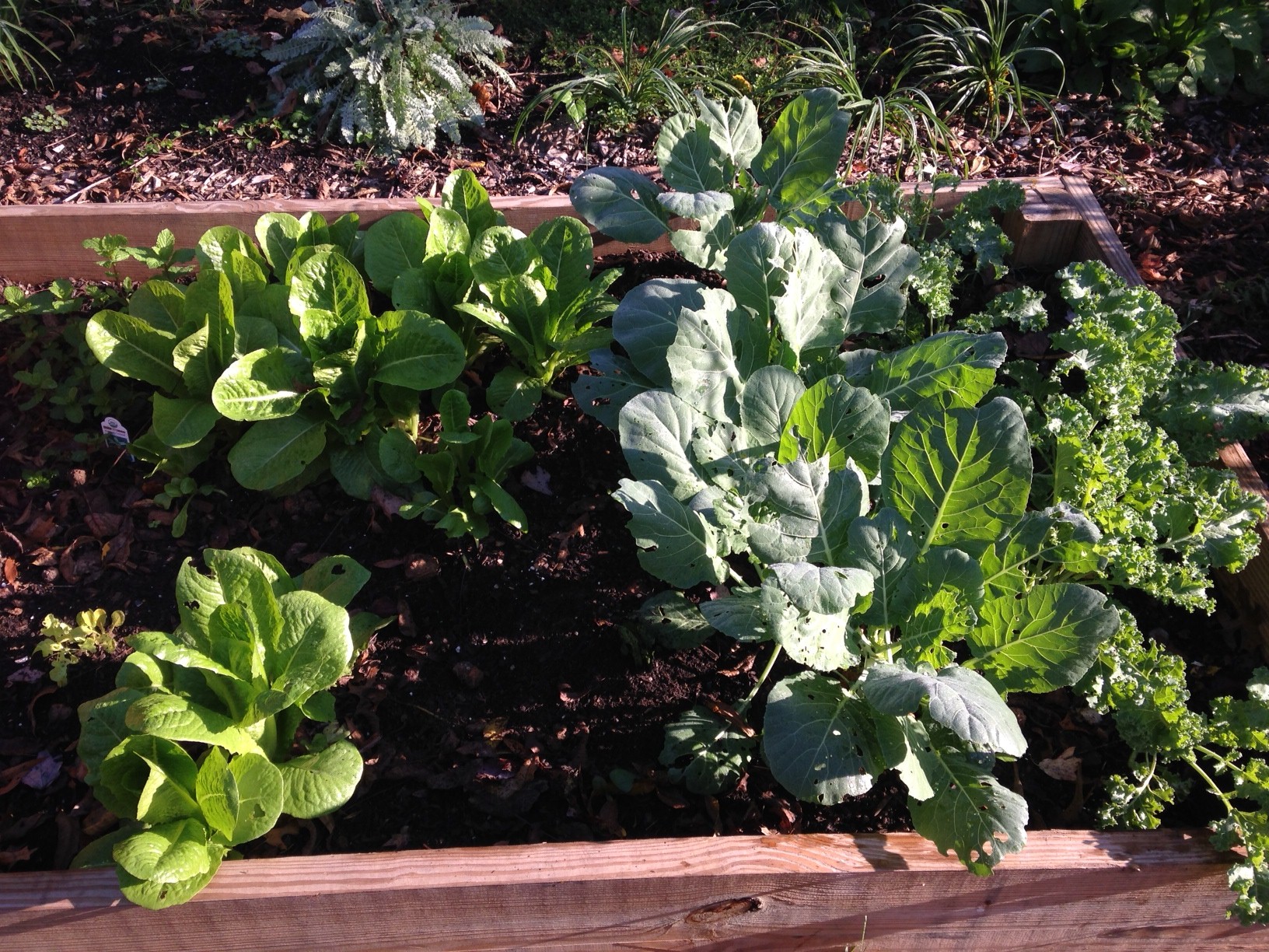 Berwyn Heights Community Garden in Berwyn Heights, Maryland.