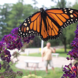 Black-eyed Susans provide nectar for traveling Monarch butterflies in this educational museum garden.