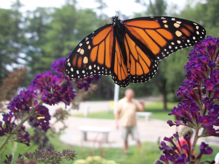 Black-eyed Susans provide nectar for traveling Monarch butterflies in this educational museum garden.