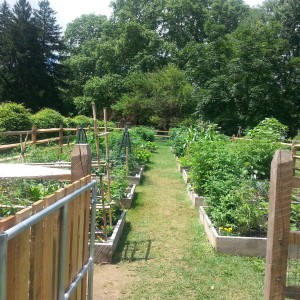 2018 photo of the garden from the gate at Glen Foerd Community Garden