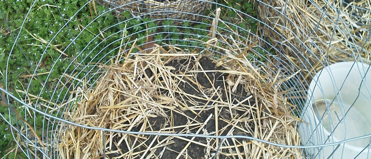 Potato beds made from chicken wire