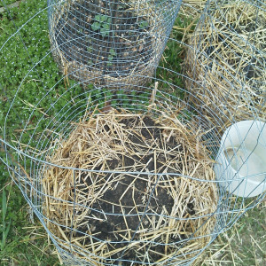 Potato beds made from chicken wire