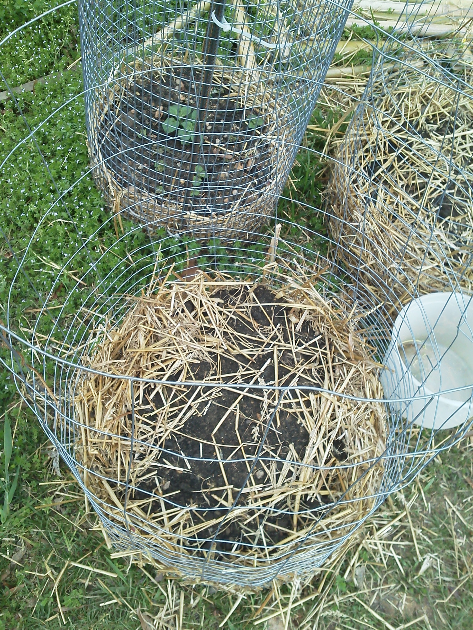 Potato beds made from chicken wire