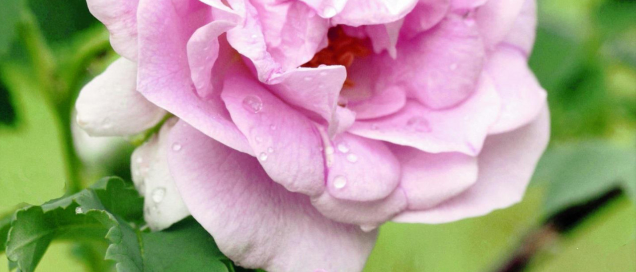 The Pier Bugnet rose, a rare and beautiful type of rose that can thrive in both the harsh winters and long days of summer in Alaska.