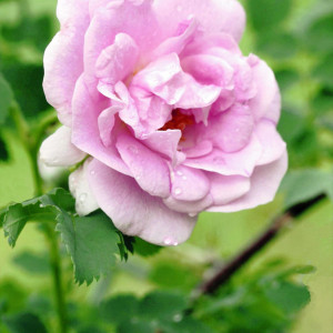 The Pier Bugnet rose, a rare and beautiful type of rose that can thrive in both the harsh winters and long days of summer in Alaska.