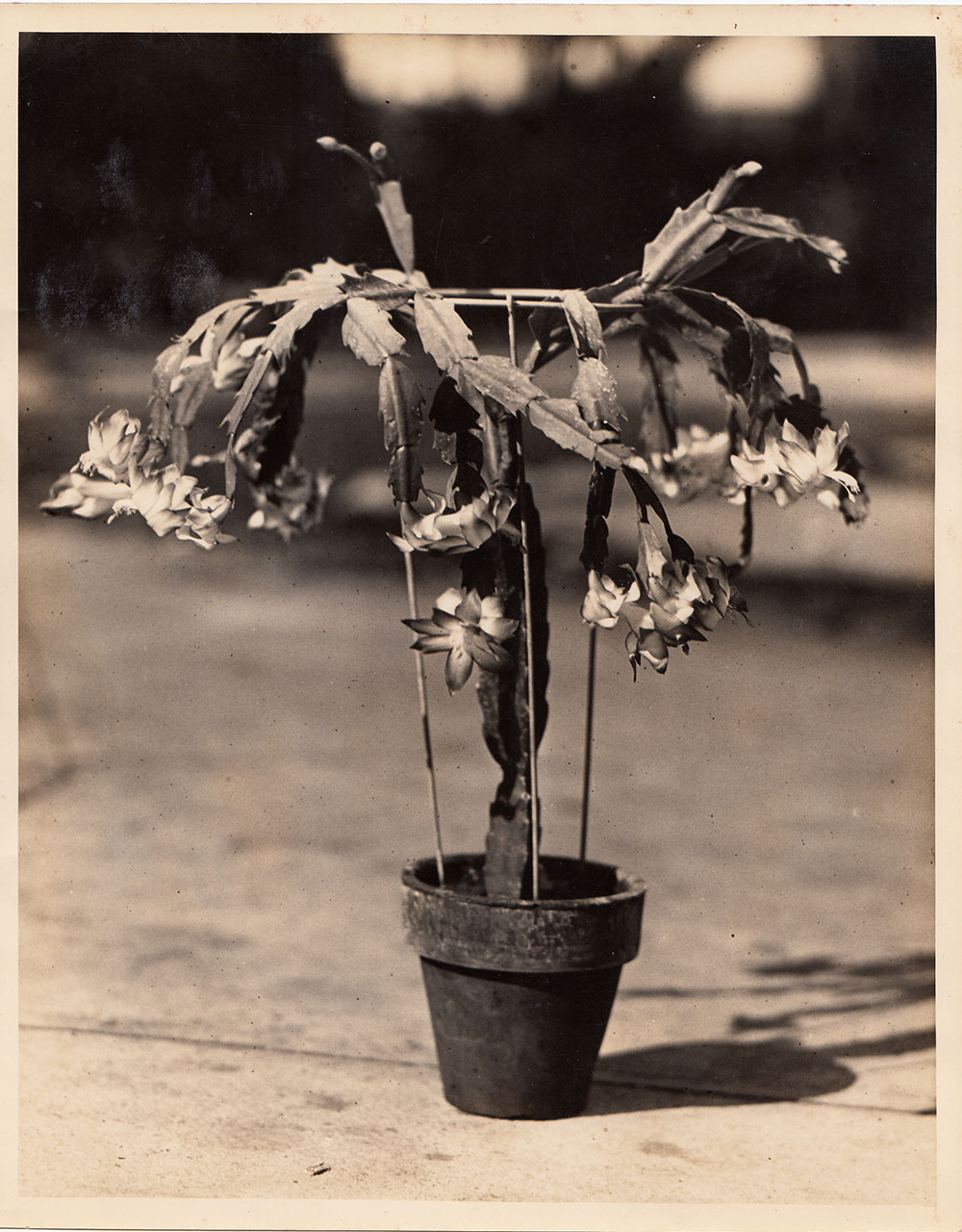 Rose Villa crab-claw cactus label, early 20th century.