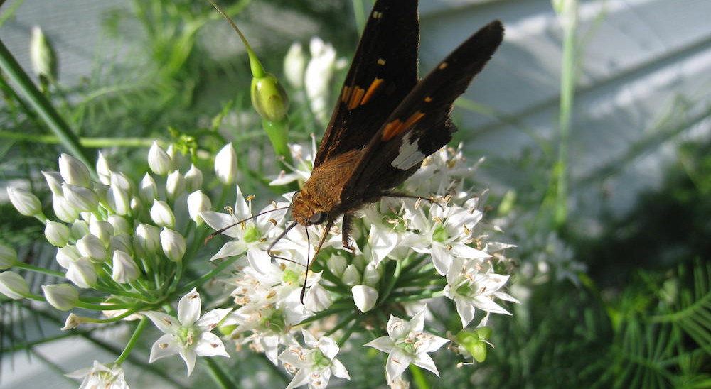 A Walk Through My Pollinator Garden