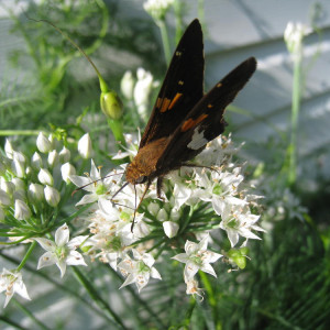 A Walk Through My Pollinator Garden