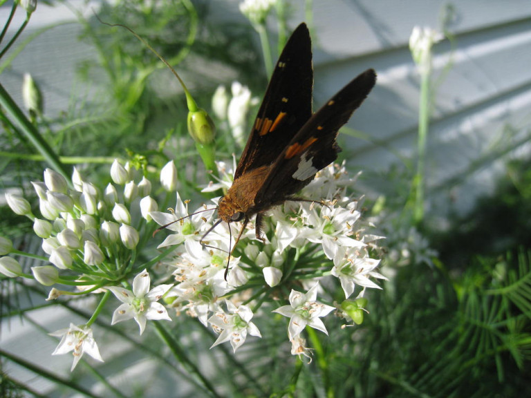 A Walk Through My Pollinator Garden