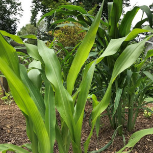 Popcorn Summer: Family Gardening with Indigenous Seeds. Corn stalks in the Popcorn Summer Garden.