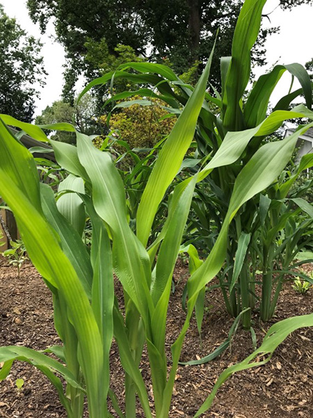 Popcorn Summer: Family Gardening with Indigenous Seeds. Corn stalks in the Popcorn Summer Garden.