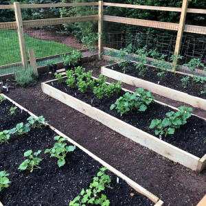 Fence around his garden to protect it from deer.