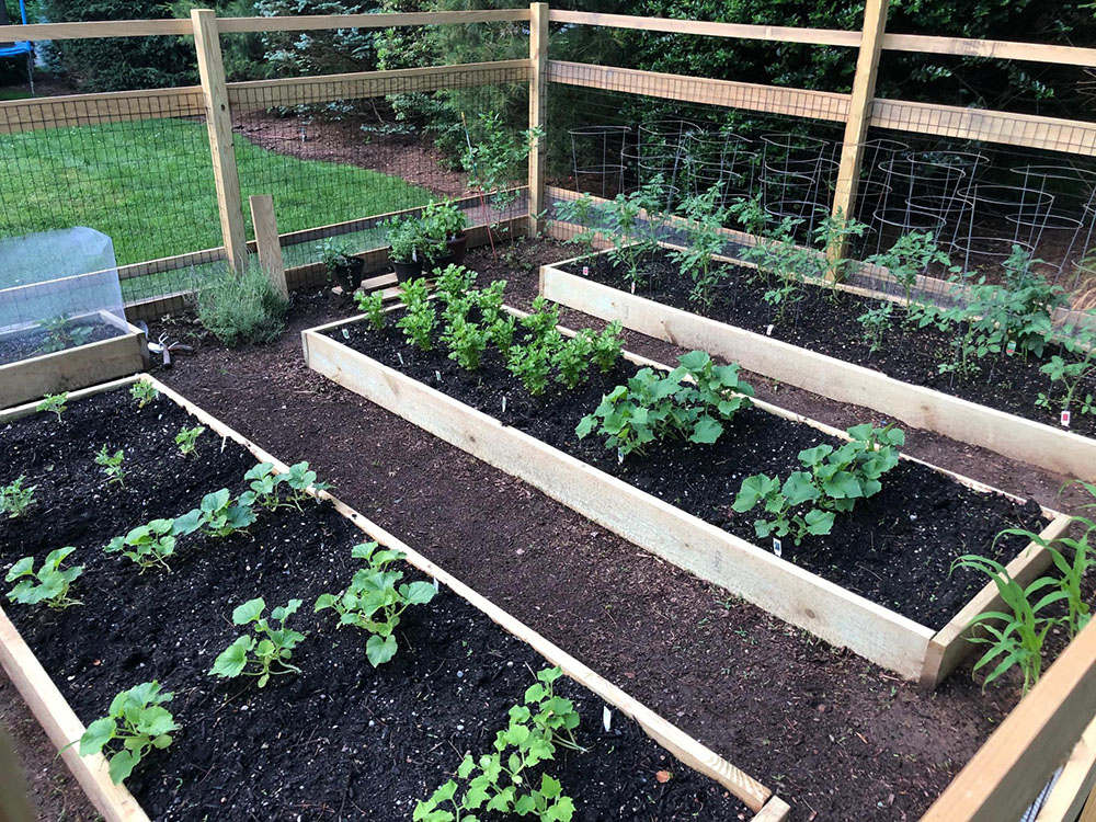 Fence around his garden to protect it from deer.