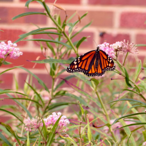 The Milkweeds for Monarchs Garden at Forsyth School