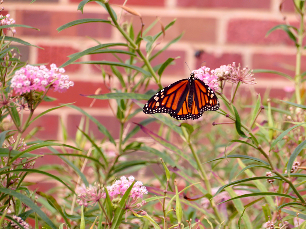 The Milkweeds for Monarchs Garden at Forsyth School