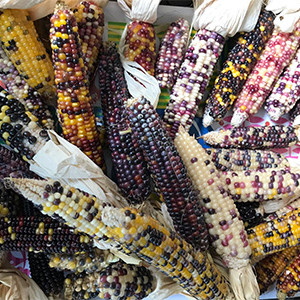 Popcorn Summer: Family Gardening with Indigenous Seeds. Corn harvest from the Popcorn Summer: Family Gardening with Indigenous Seeds