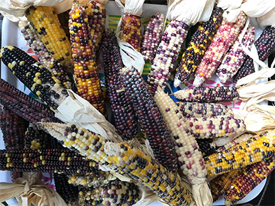 Popcorn Summer: Family Gardening with Indigenous Seeds. Corn harvest from the Popcorn Summer: Family Gardening with Indigenous Seeds