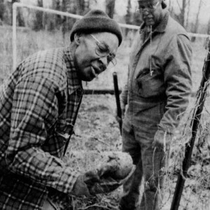 2001 photo by Ron Tarver of gardeners harvesting vigorous potatoes in the Awbury Community Garden