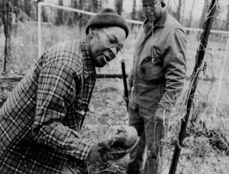 2001 photo by Ron Tarver of gardeners harvesting vigorous potatoes in the Awbury Community Garden