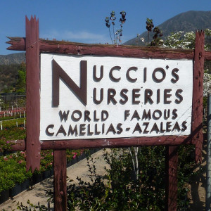 Nuccio's Nurseries