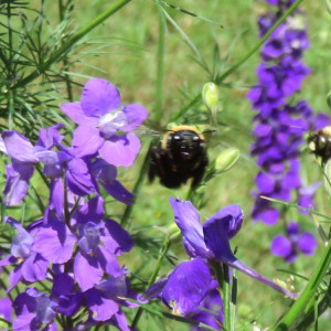 The garden is a registered Monarch Waystation