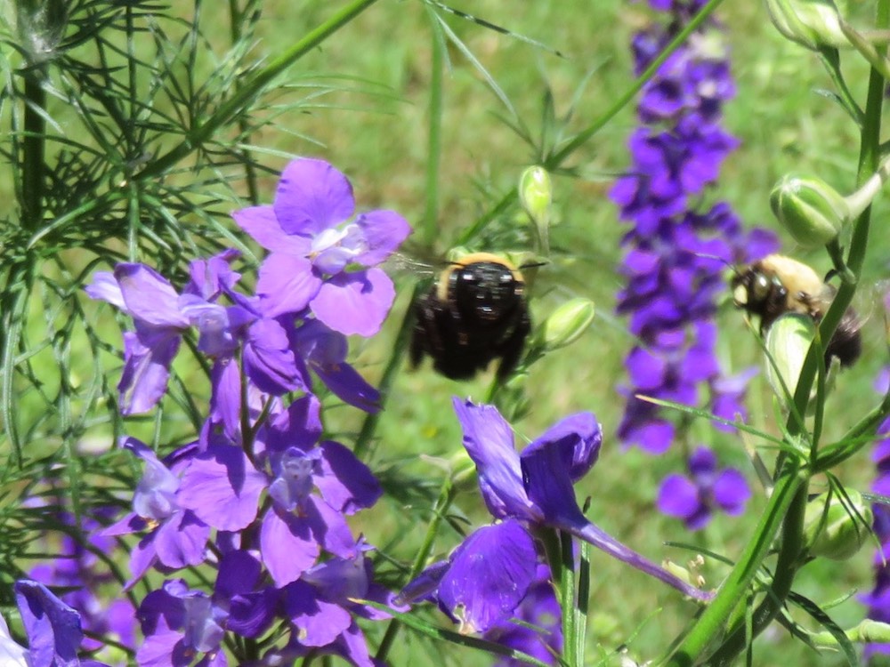 The garden is a registered Monarch Waystation