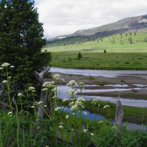 Slough Creek with Silvertip Ranch in the background