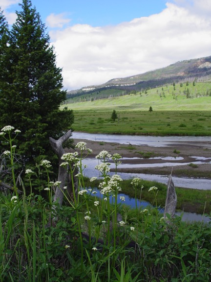 Slough Creek with Silvertip Ranch in the background