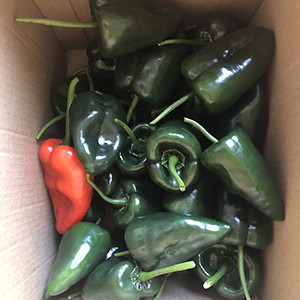 Peppers in a box for the Garden Work to the Rescue..