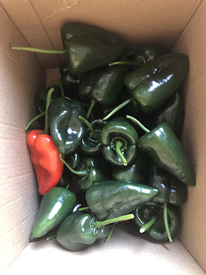 Peppers in a box for the Garden Work to the Rescue..