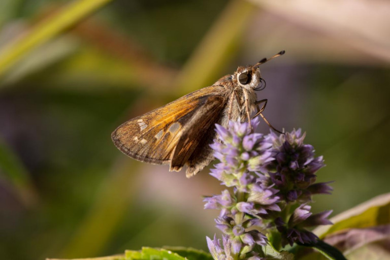 Pollinator at the Anacostia Community Museum. Butterfly-on-Agastache-1