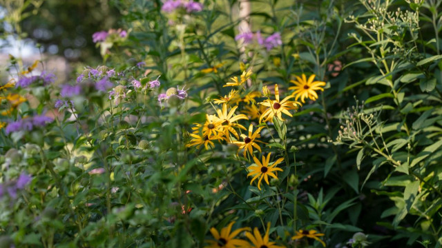 Black-eyed Susan's in the Pollinator Garden at the National Museum of Natural History