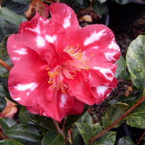 A Story About Hope. Variegated 'Bob Hope' camellia