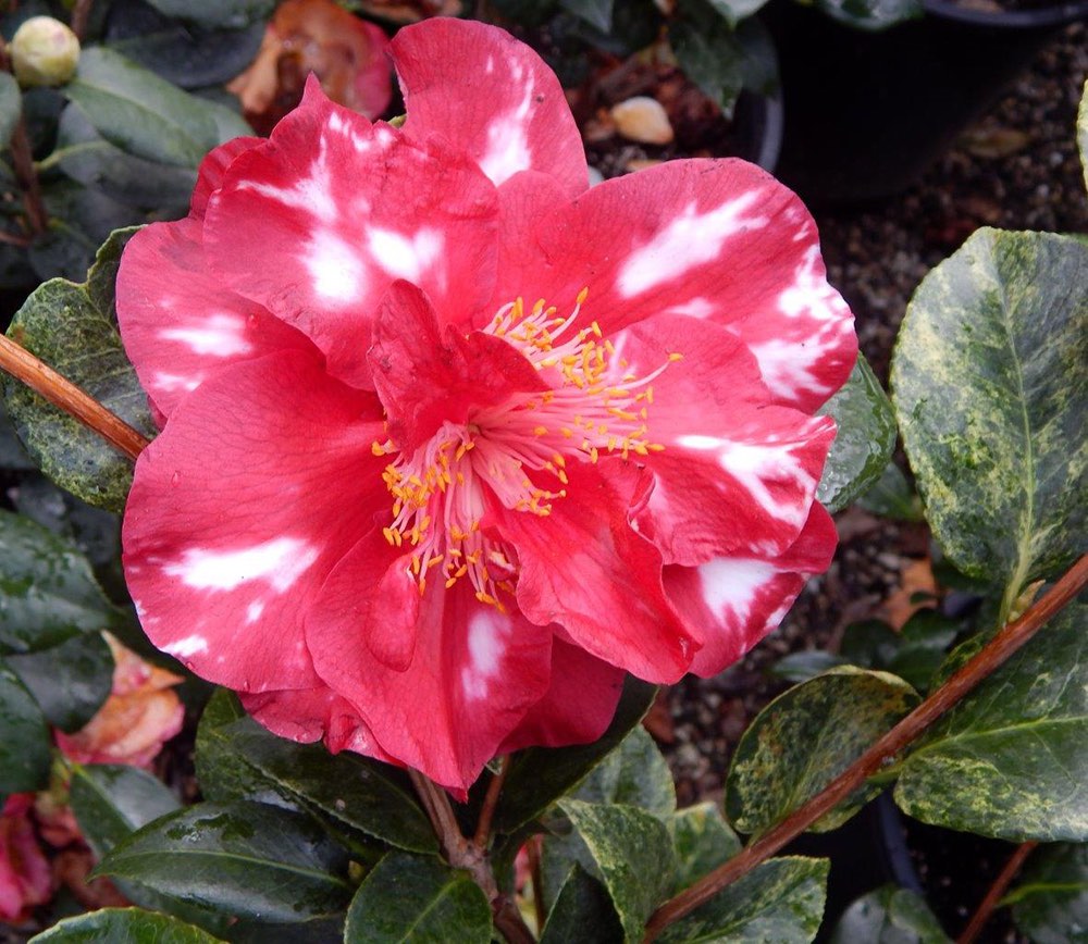 A Story About Hope. Variegated 'Bob Hope' camellia