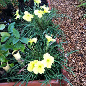 Ronan High School Native Plant Garden: A Space for Learning, Community, & Cultural Competency