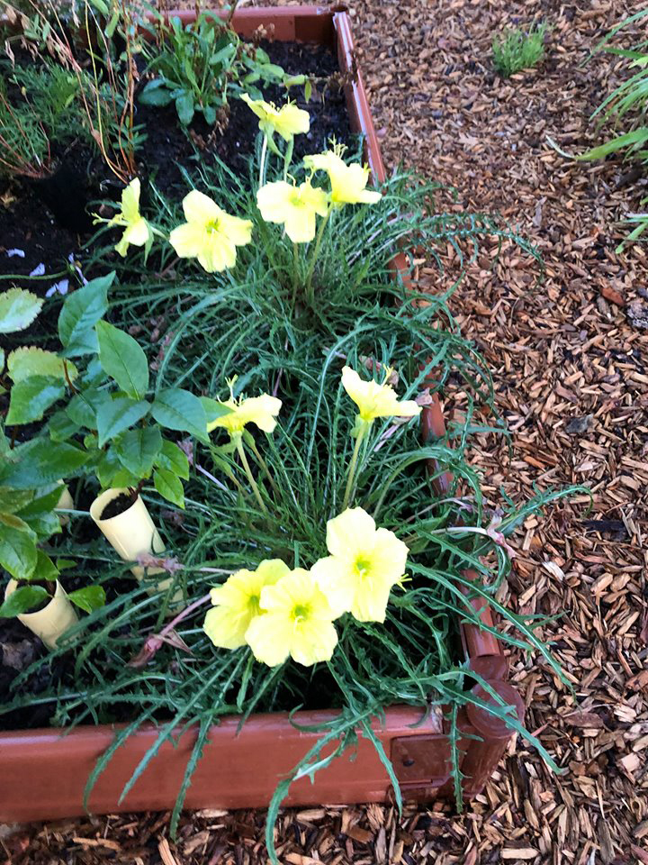 Ronan High School Native Plant Garden: A Space for Learning, Community, & Cultural Competency