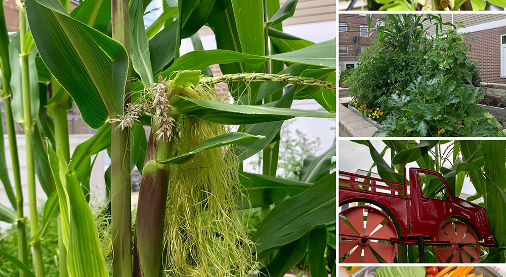 Sharon’s City Sanctuary Garden